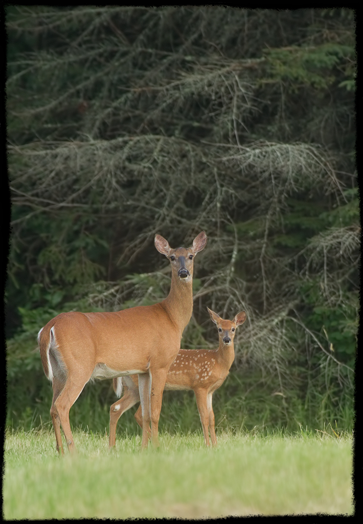 Doe and Fawn