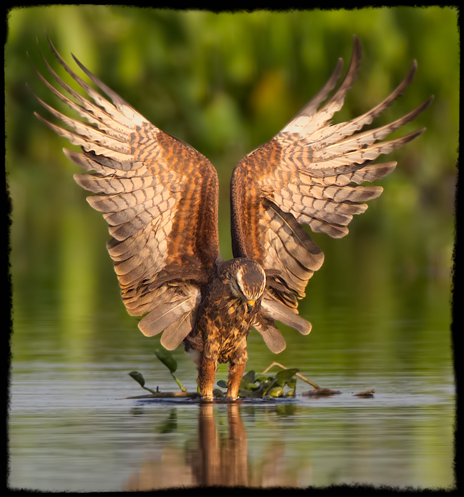 Angelic Snail Kite