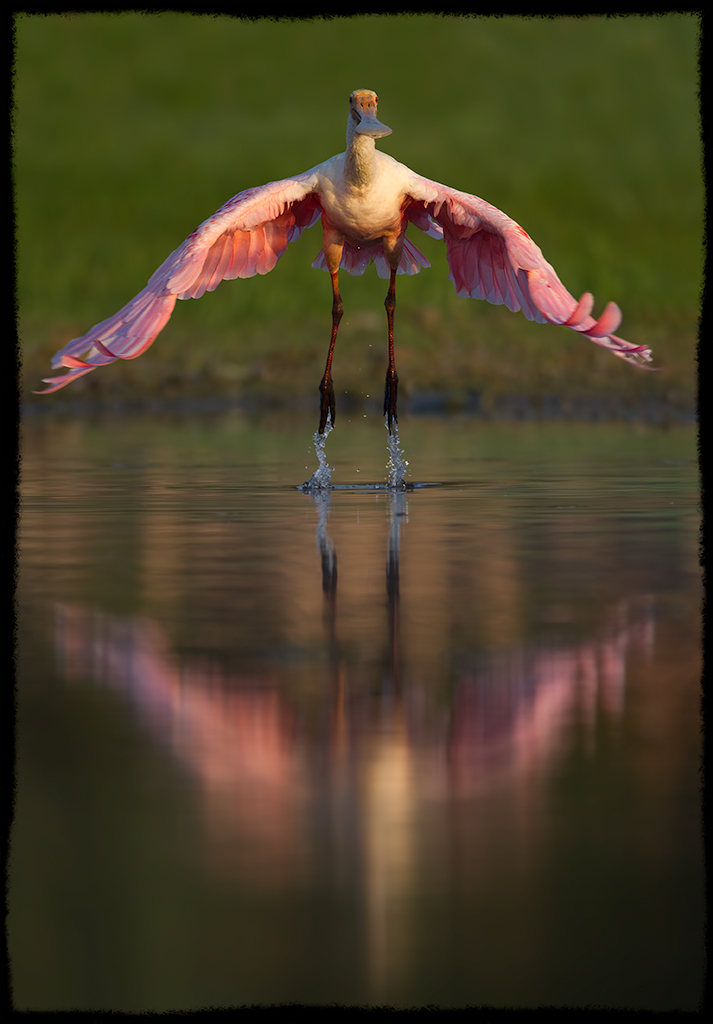 Spoonbill Blast-Off