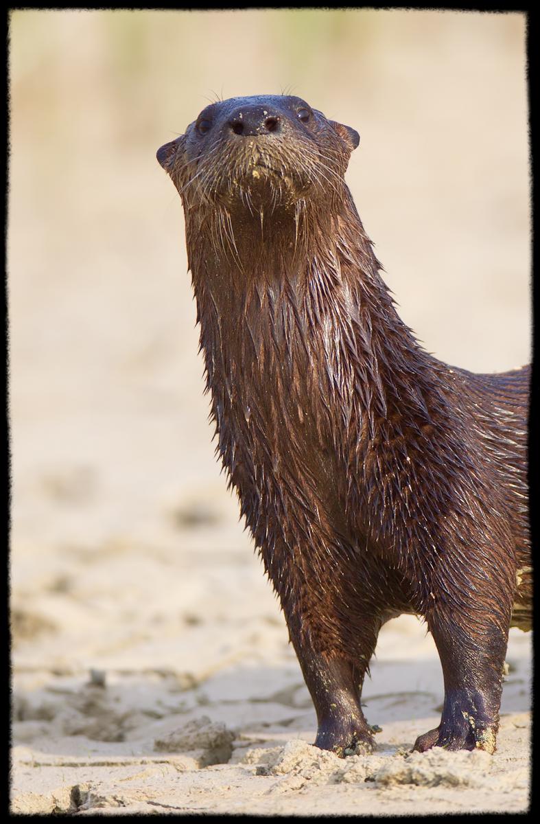 River Otter