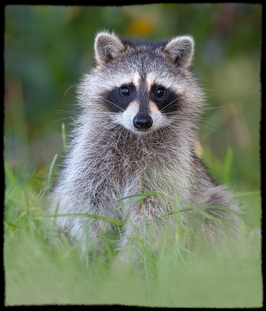 Baby Raccoon