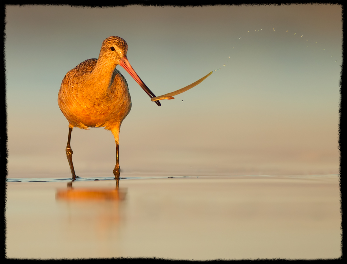 Marbled Godwit