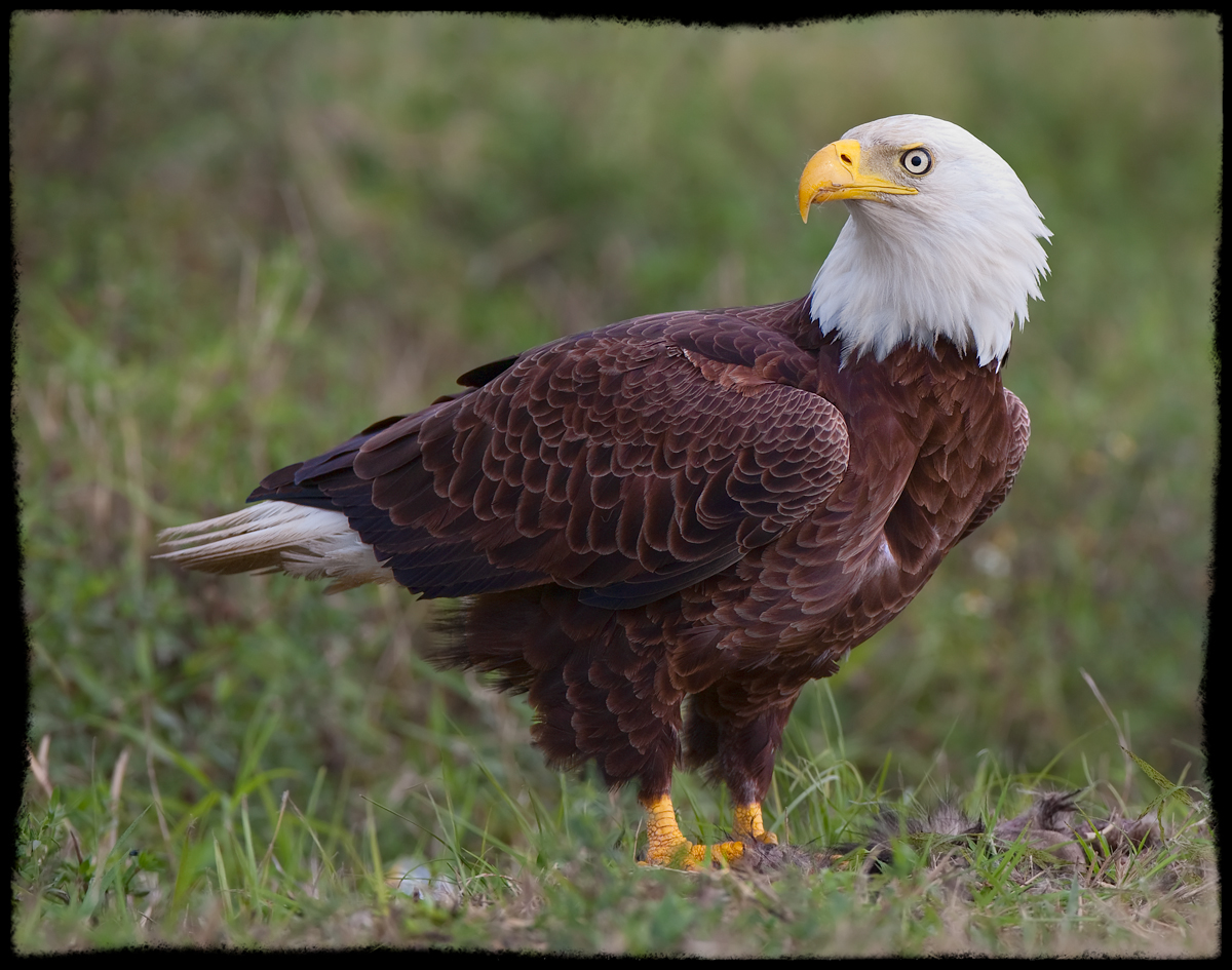 Lord of the Marsh