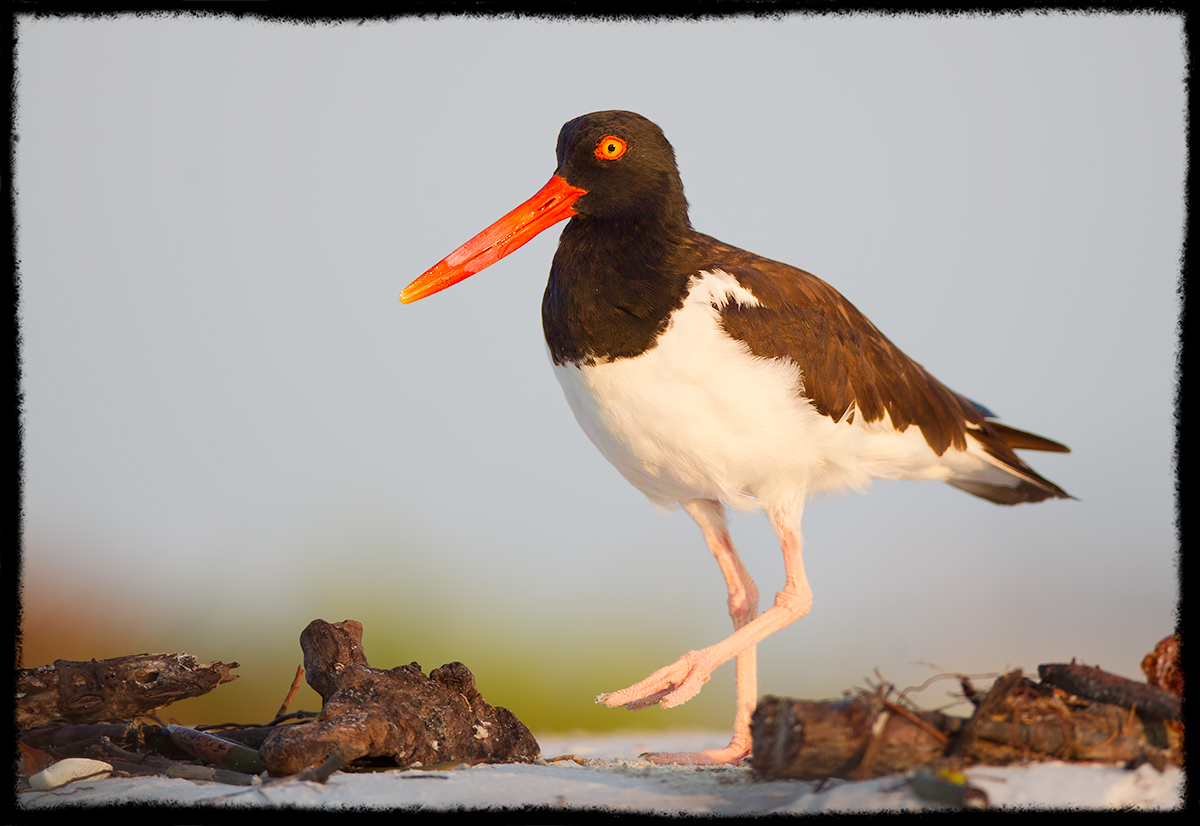 American Oystercatcher