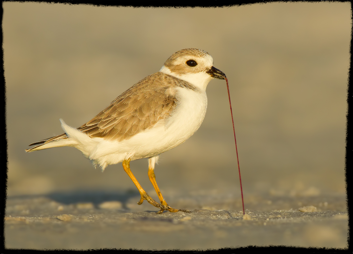Piping Plover Pulling a Worm