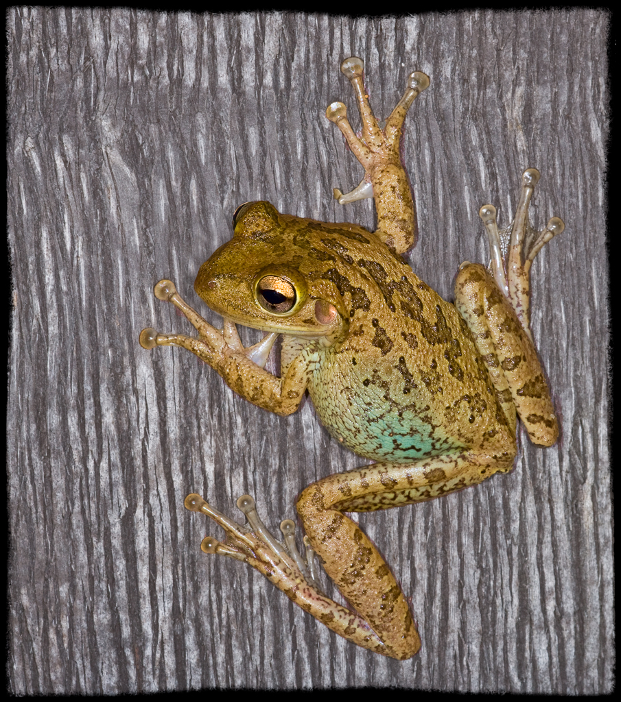 Tree Frog on a Palm Tree