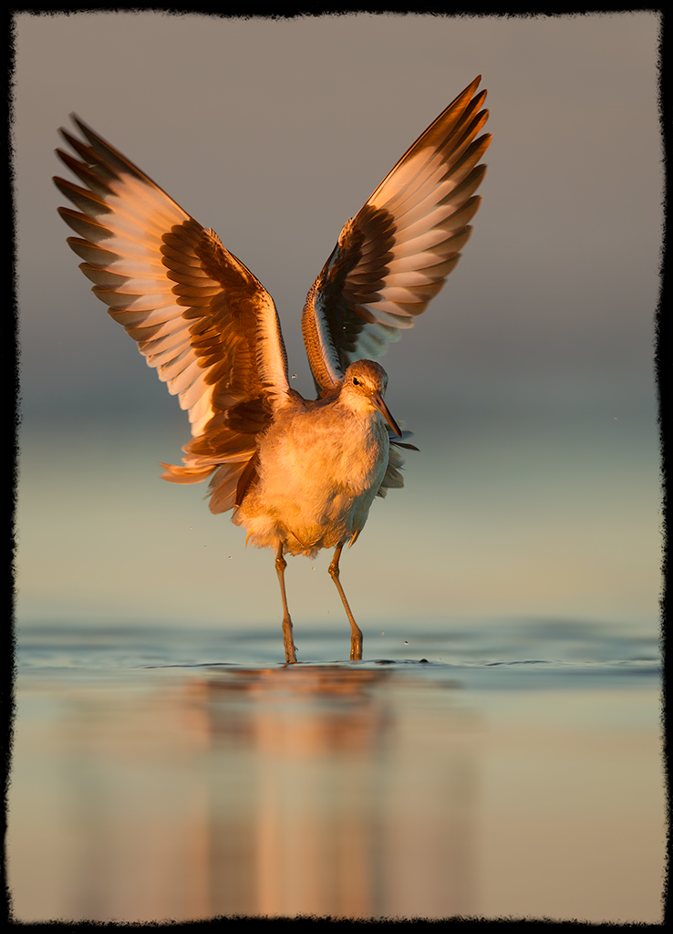 Willet Wing Flap