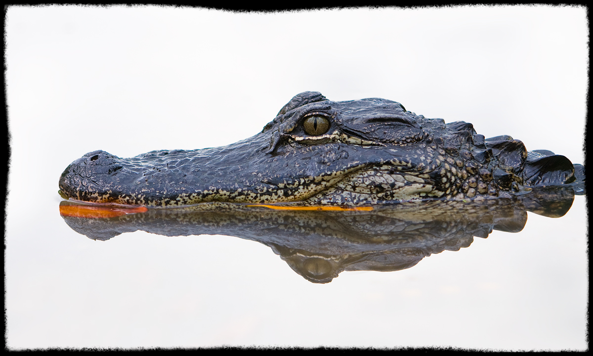 Gator in High-Key