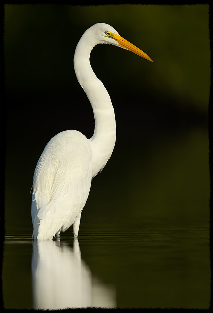 Elegant Egret