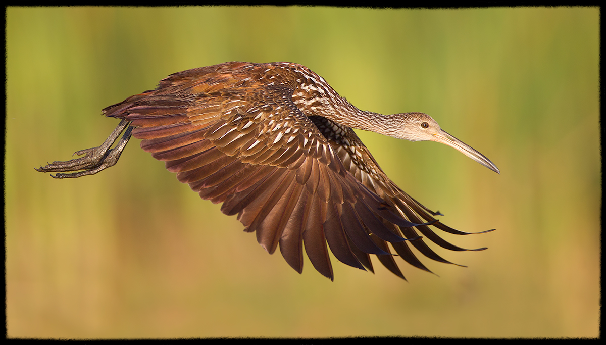 Limpkin in Flight