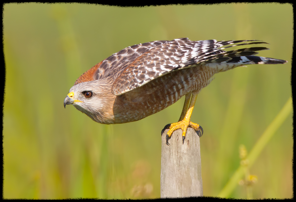 Raptor Taking a Bow