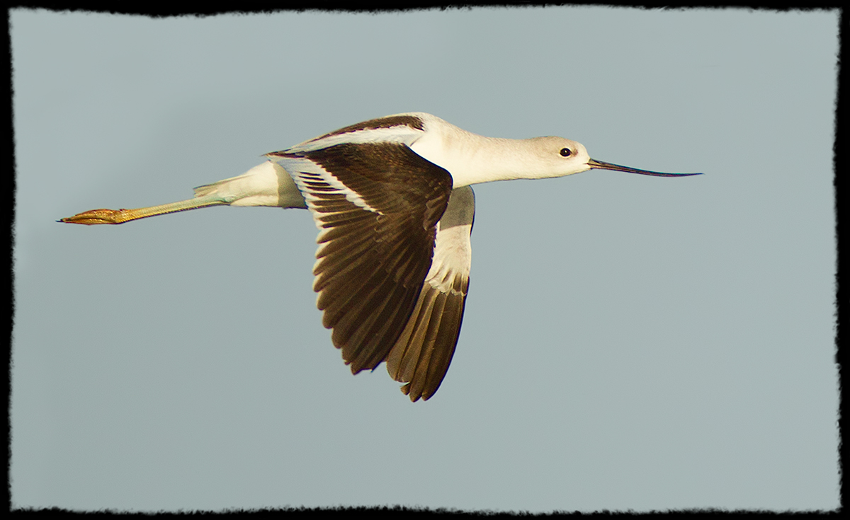 Avocet in Flight