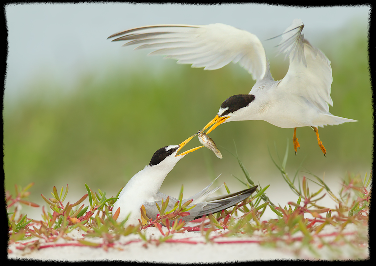 Feeding his Mate