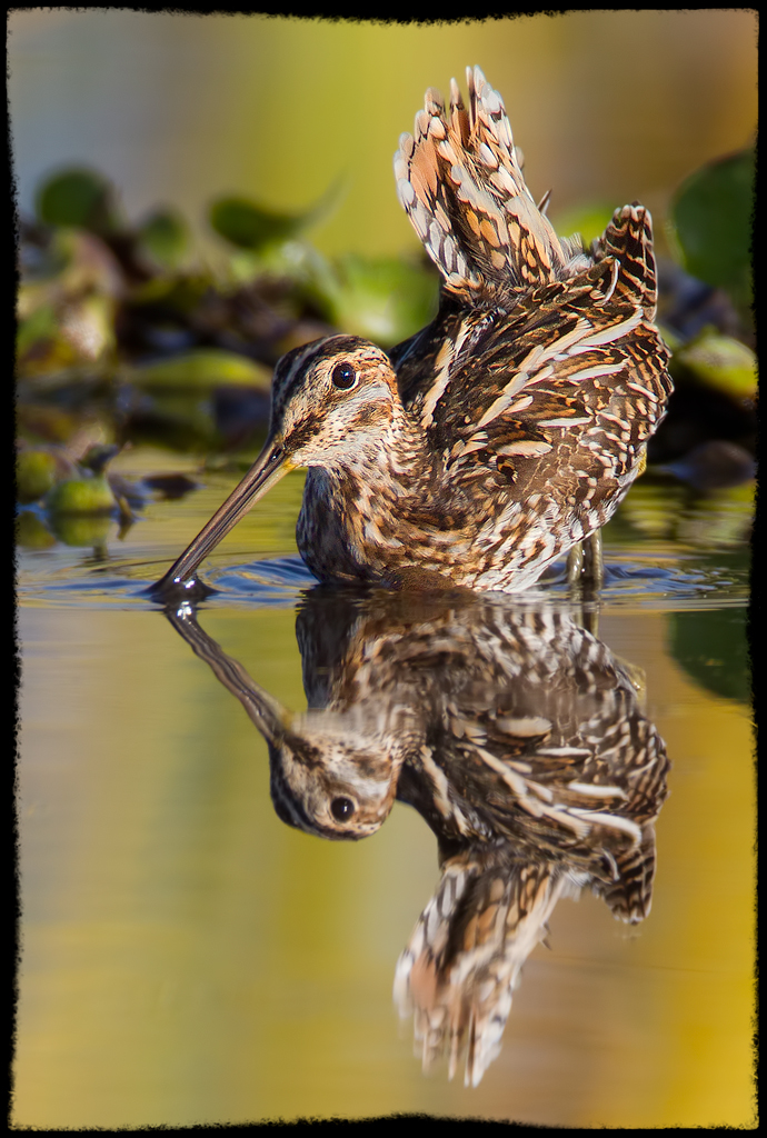 Snipe on Rainbow Background