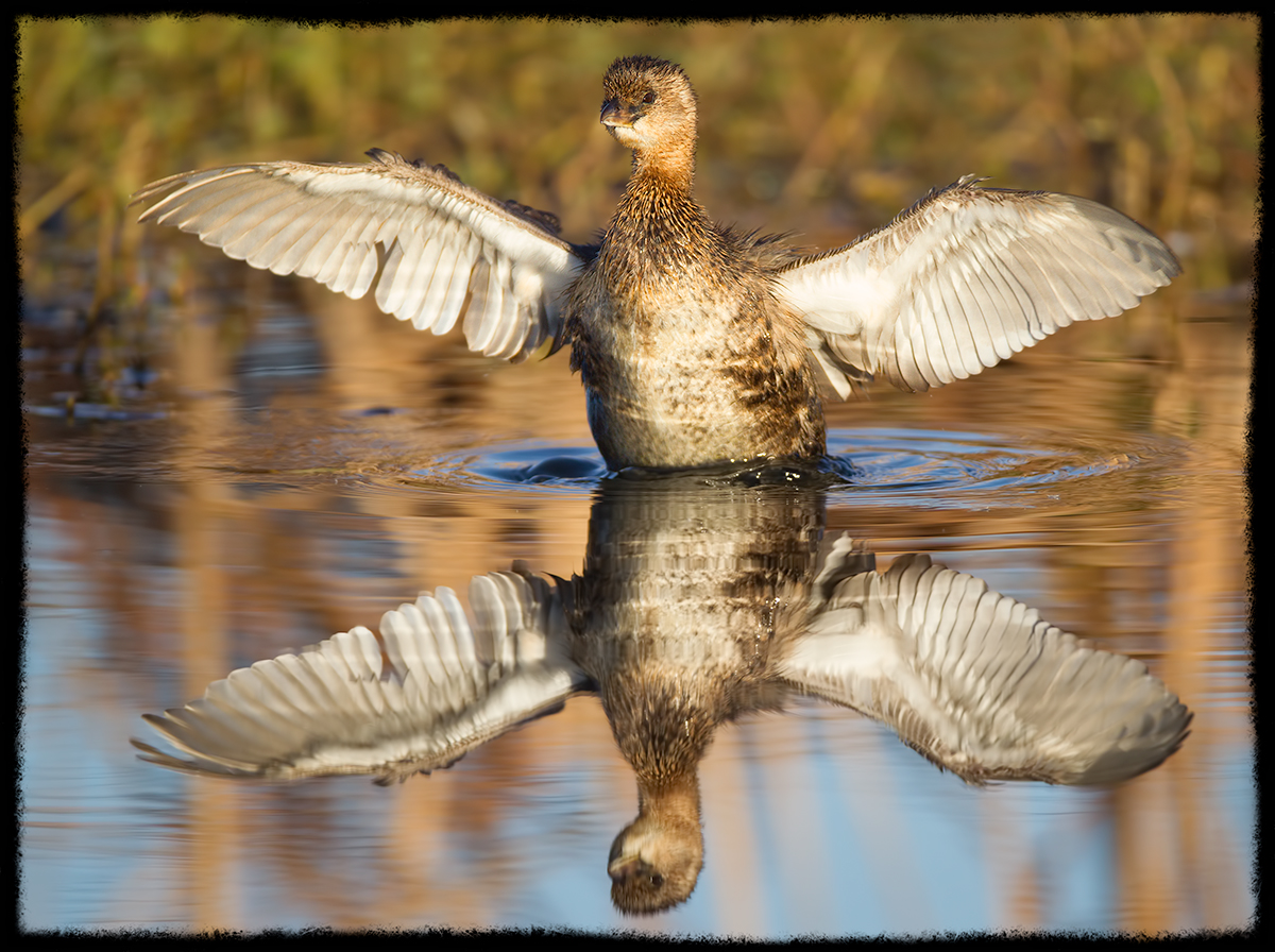 Pied Billed Grebe Wing Flap