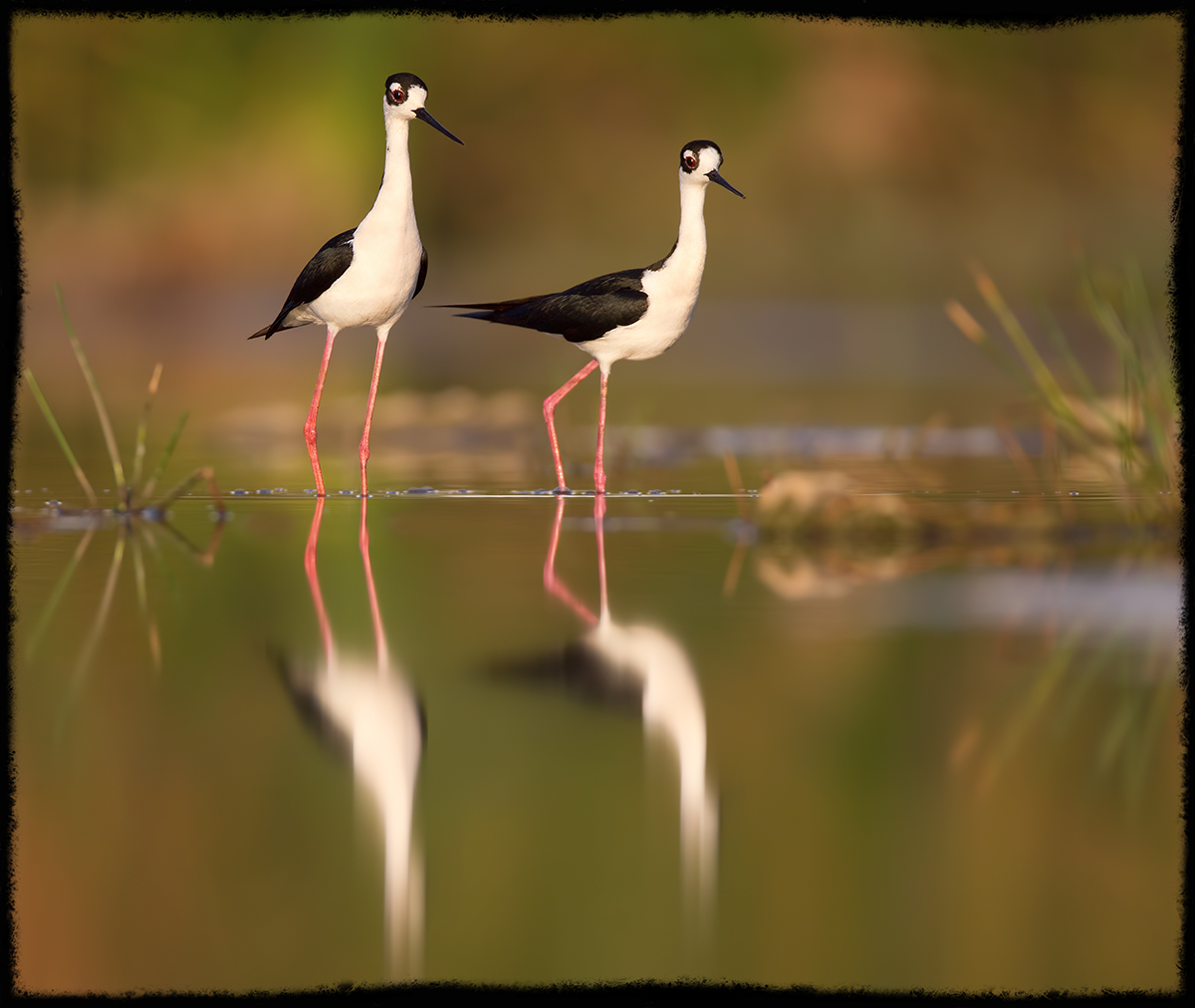 Mated Stilts